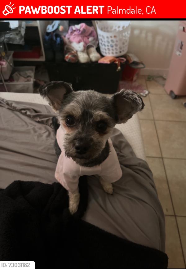 Lost Female Dog last seen Near Fourth St E Palmdale, CA 93550 United States, Palmdale, CA 93550