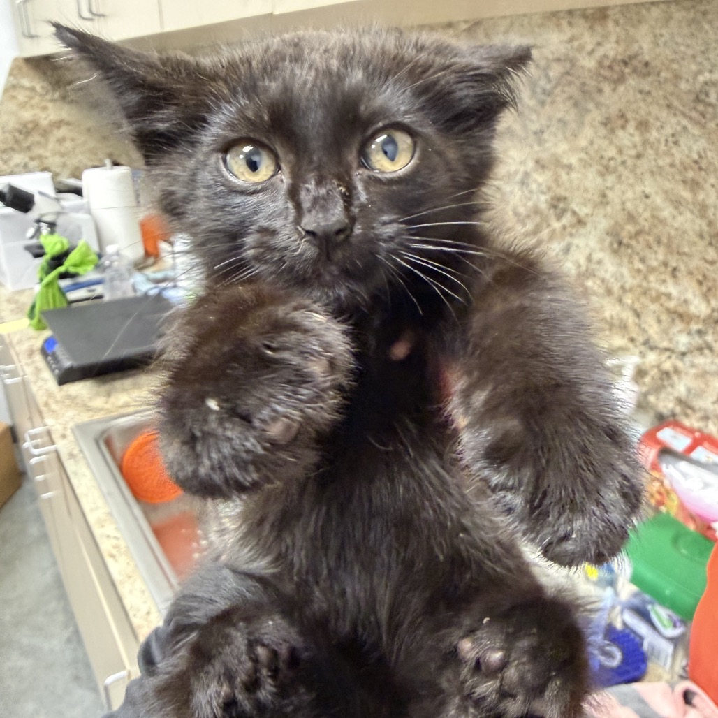 Shelter Stray Male Cat last seen , 3100 Deats Rd, Dickinson, TX 77539, USA