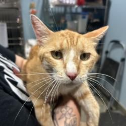Shelter Stray Male Cat last seen , 4500 N Access Rd, Chattanooga, TN 37415, USA