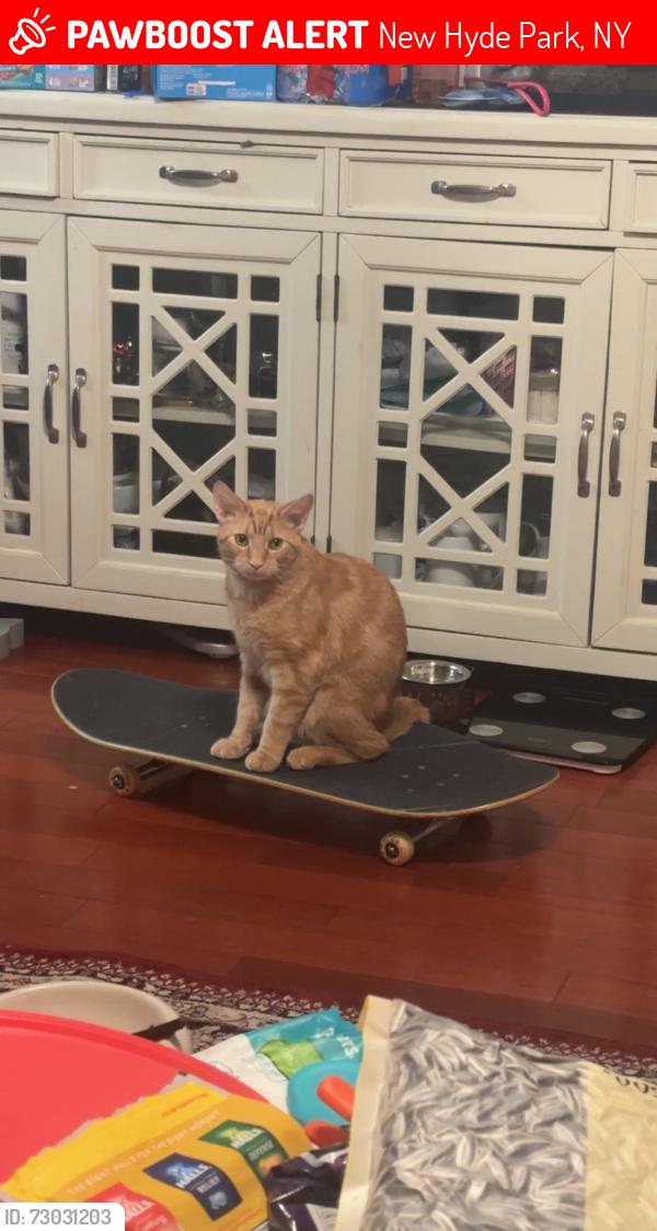 Lost Male Cat last seen last seen crossing the road near the viscardi center, New Hyde Park, NY 11040