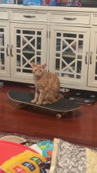 Lost Male Cat last seen last seen crossing the road near the viscardi center, New Hyde Park, NY 11040