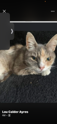 Lost Female Cat last seen Boat yard point road, Canvey Island, England SS8