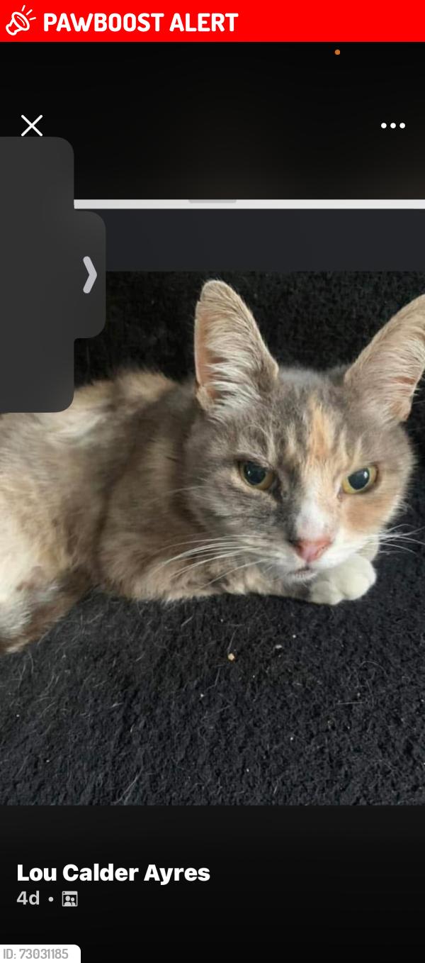 Lost Female Cat last seen Boat yard point road, Canvey Island, England SS8