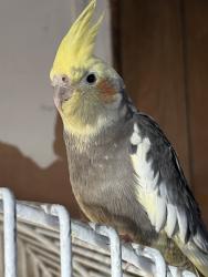 Lost Male Bird last seen Foothill Park, Palmdale, CA 93551