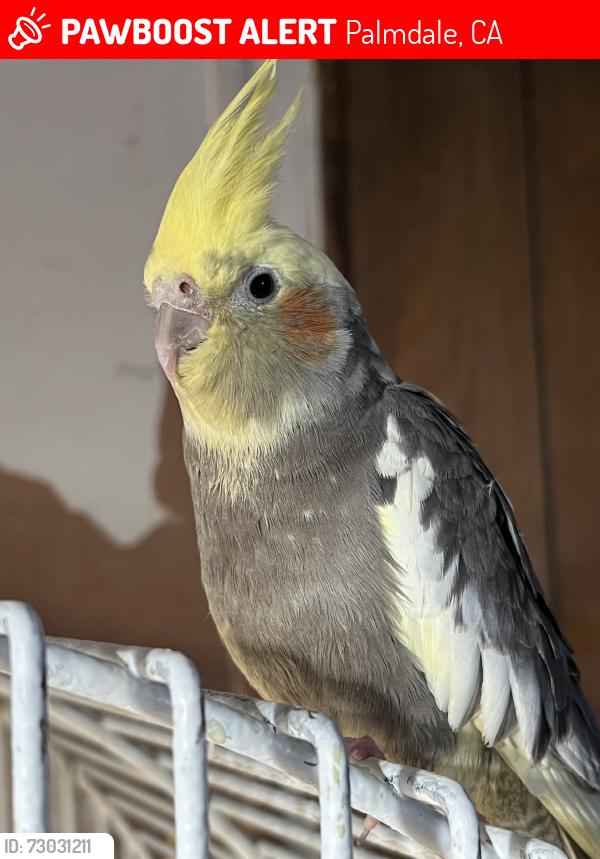 Lost Male Bird last seen Foothill Park, Palmdale, CA 93551