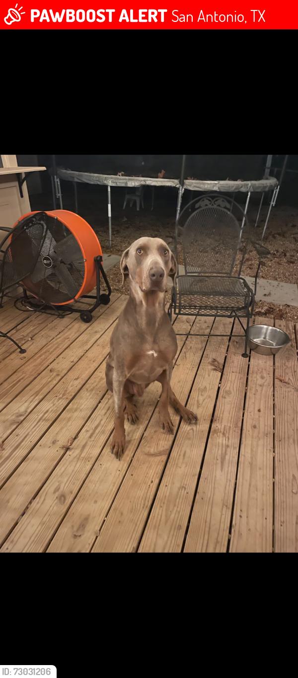 Lost Male Dog last seen Lively & Deneice, San Antonio, TX 78213