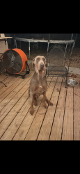 Lost Male Dog last seen Lively & Deneice, San Antonio, TX 78213