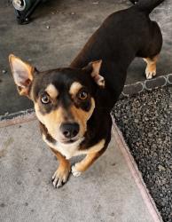 Lost Male Dog last seen logan heights san diego, San Diego, CA 92113