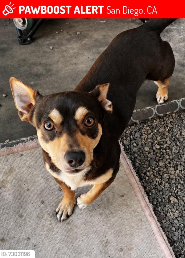 Lost Male Dog last seen logan heights san diego, San Diego, CA 92113