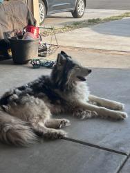 Found/Stray Male Dog last seen N Chicago and Kemper, Lubbock, TX 79416