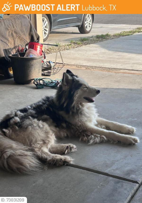 Found/Stray Male Dog last seen N Chicago and Kemper, Lubbock, TX 79416