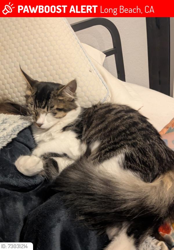 Lost Male Cat last seen Near elm ave, Long Beach, CA 90813