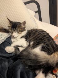 Lost Male Cat last seen Near elm ave, Long Beach, CA 90813