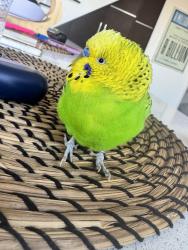 Found/Stray Unknown Bird last seen Kings hwy and west 3rd , Brooklyn, NY 11223