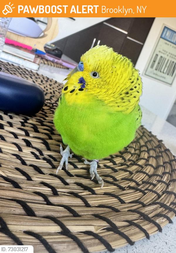 Found/Stray Unknown Bird last seen Kings hwy and west 3rd , Brooklyn, NY 11223