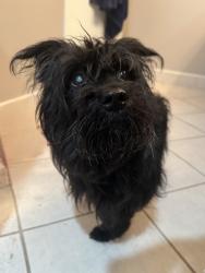 Found/Stray Male Dog last seen Madison Ave and Leavitt St, Chicago, IL 60612