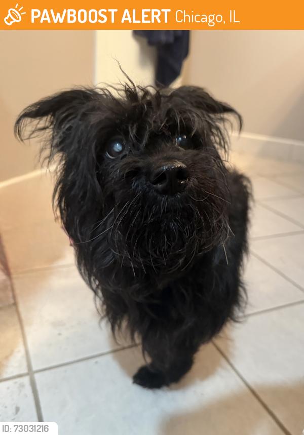 Found/Stray Male Dog last seen Madison Ave and Leavitt St, Chicago, IL 60612