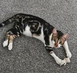 Lost Male Cat last seen Boundary brook drive near kew retail park southport, Scarisbrick, England PR8 5FF