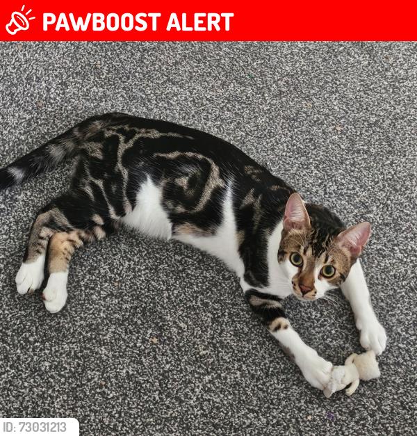 Lost Male Cat last seen Boundary brook drive near kew retail park southport, Scarisbrick, England PR8 5FF