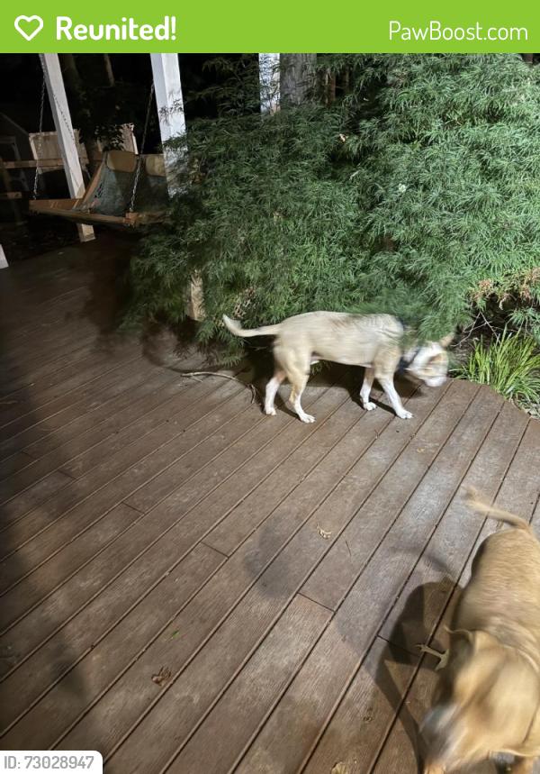 Reunited Unknown Dog last seen Mill hse Lane, Matthews, NC 28104