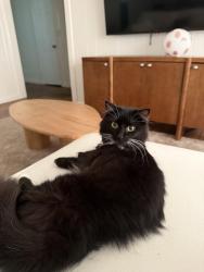 Lost Female Cat last seen Near candler rd Gainesville ga 30507, Gainesville, GA 30507