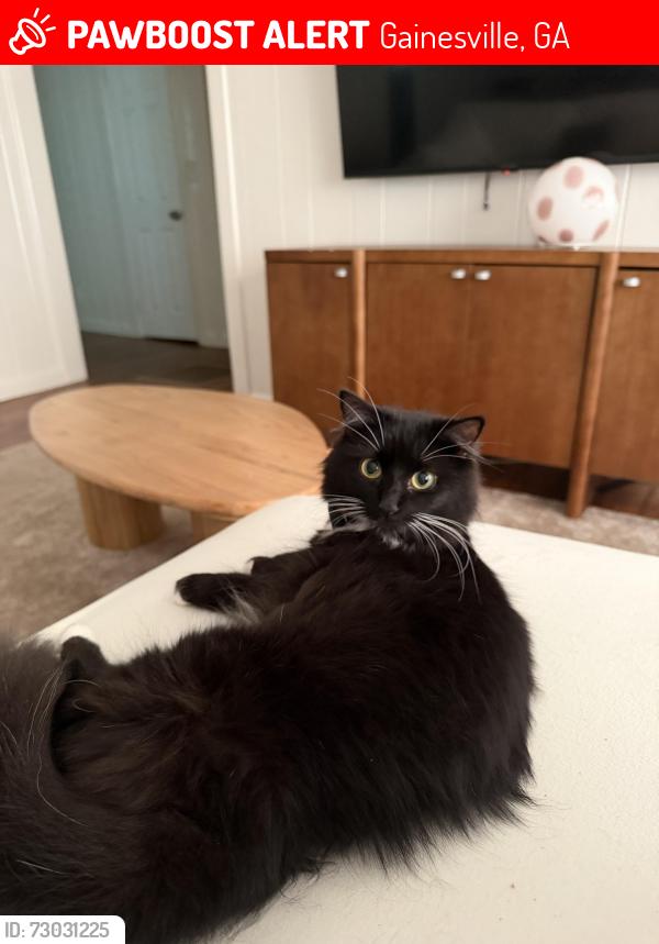 Lost Female Cat last seen Near candler rd Gainesville ga 30507, Gainesville, GA 30507
