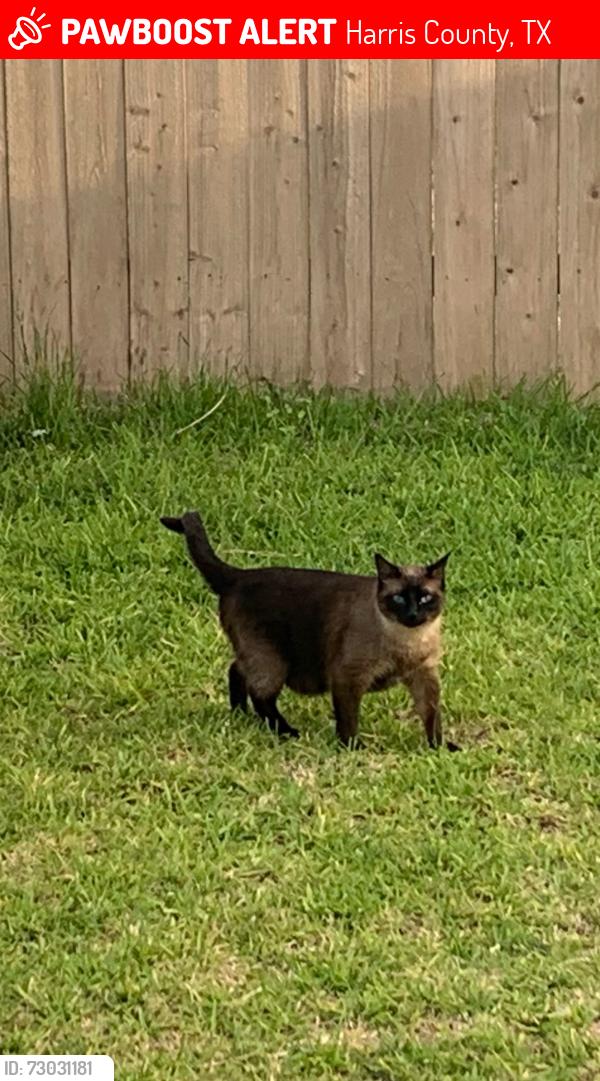 Lost Male Cat last seen Sea Holly Cir , Harris County, TX 77493