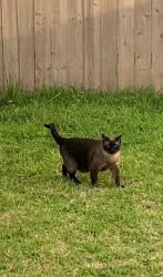 Lost Male Cat last seen Sea Holly Cir , Harris County, TX 77493