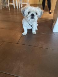 Found/Stray Male Dog last seen Jimrik Ave Suzy Street , Bakersfield, CA 93312