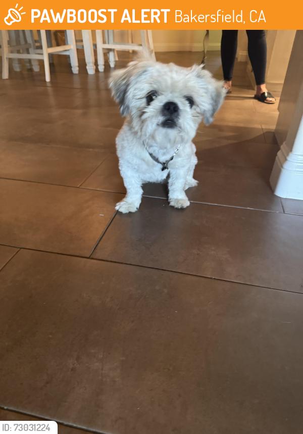 Found/Stray Male Dog last seen Jimrik Ave Suzy Street , Bakersfield, CA 93312