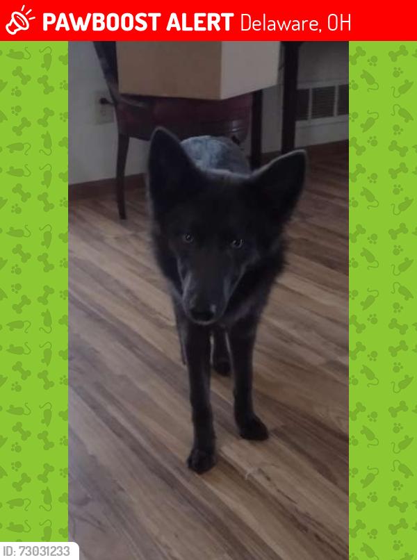 Lost Female Dog last seen Braumiller Rd, Delaware, OH 43015