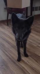 Lost Female Dog last seen Braumiller Rd, Delaware, OH 43015
