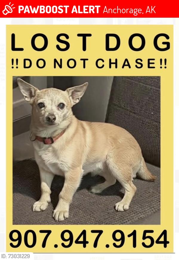 Lost Female Dog last seen Boniface parkway and Tudor Rd, Anchorage, AK 99507