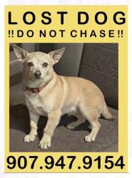 Lost Female Dog last seen Boniface parkway and Tudor Rd, Anchorage, AK 99507