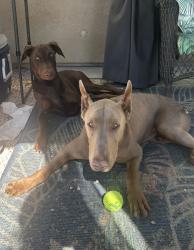 Found/Stray Male Dog last seen Thornton Ave and est, Hemet, CA 92543