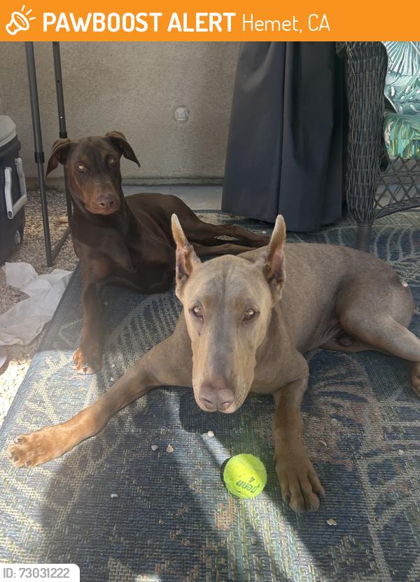 Found/Stray Male Dog last seen Thornton Ave and est, Hemet, CA 92543