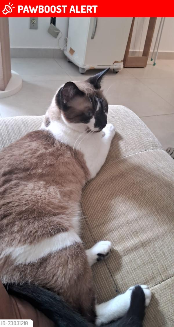 Lost Female Cat last seen Não sei, Jardim Bela Vista, SP 12514