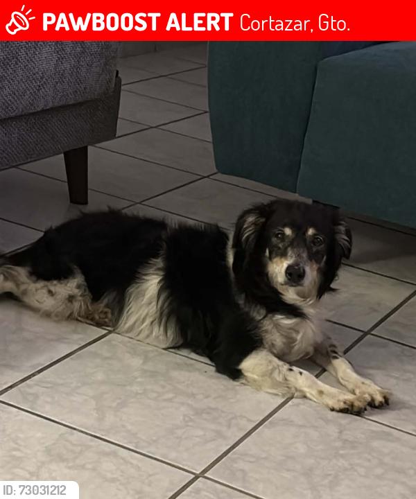 Lost Male Dog last seen Paseo de la Juventud, Cortazar, Gto. 38342
