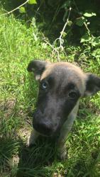 Found/Stray Male Dog last seen Right off of hwy 31 going towards malakoff, Athens, TX 75751