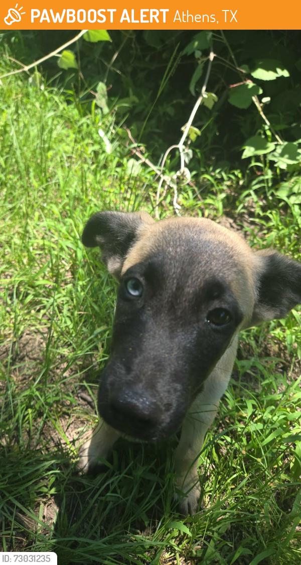 Found/Stray Male Dog last seen Right off of hwy 31 going towards malakoff, Athens, TX 75751
