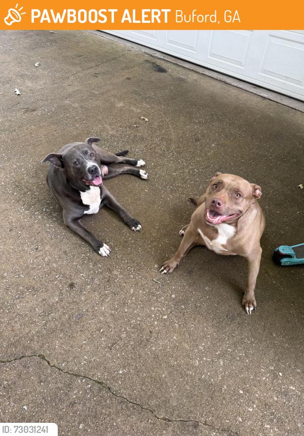 Found/Stray Male Dog last seen Ivy crest dr , Buford , Buford, GA 30519