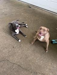 Found/Stray Male Dog last seen Ivy crest dr , Buford , Buford, GA 30519