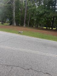 Found/Stray Male Dog last seen Fischer Spur Rd and Palmetto Tyrone Rd, Newnan, GA 30265