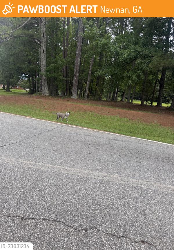 Found/Stray Male Dog last seen Fischer Spur Rd and Palmetto Tyrone Rd, Newnan, GA 30265