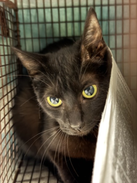 Shelter Stray Unknown Cat last seen , 11361 W Pico Blvd, Los Angeles, CA 90064, USA