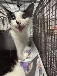Shelter Stray Unknown Cat last seen , 11361 W Pico Blvd, Los Angeles, CA 90064, USA