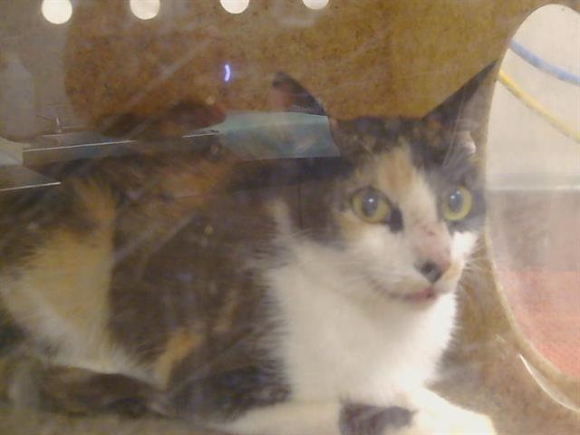 Shelter Stray Female Cat last seen WINDGATE WAY/ROSEVIEW WAY, 95828, 3839 Bradshaw Rd, Sacramento, CA 95827, USA