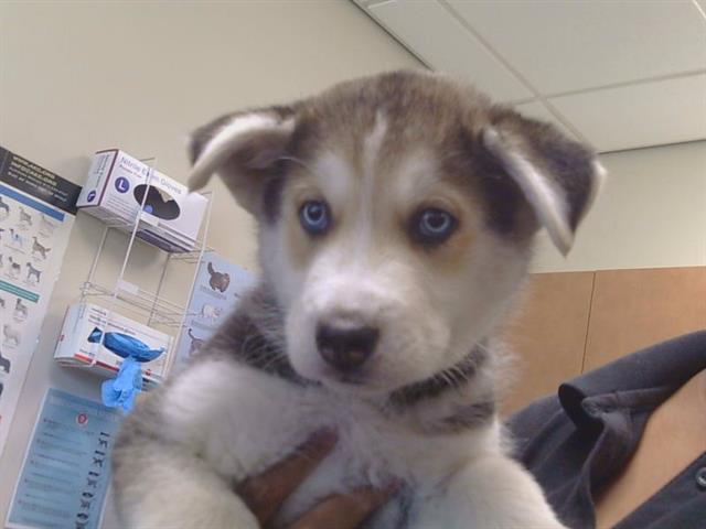 Shelter Stray Male Dog last seen PANAMA AVE/HOMESWEET WAY, CARMICHAEL CA 95608, 3839 Bradshaw Rd, Sacramento, CA 95827, USA