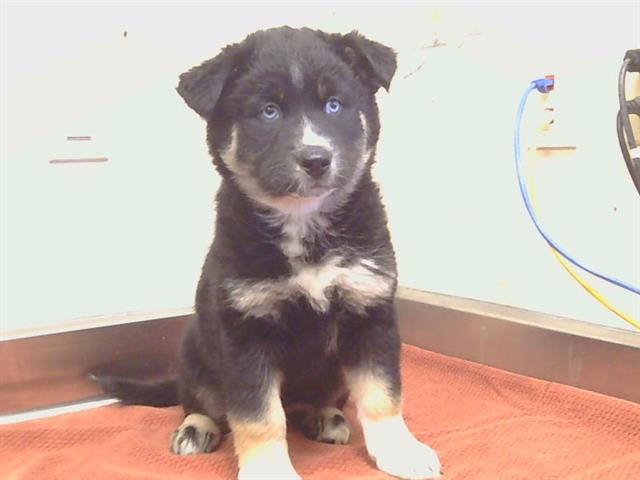 Shelter Stray Female Dog last seen PANAMA AVE/HOMESWEET WAY, CARMICHAEL CA 95608, 3839 Bradshaw Rd, Sacramento, CA 95827, USA
