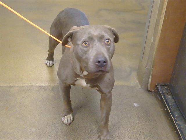 Shelter Stray Female Dog last seen MIDDLE RIVER CT/SUNRISE GREENS DR, SACRAMENTO CA 95828, 3839 Bradshaw Rd, Sacramento, CA 95827, USA
